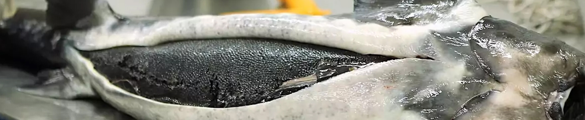 LE CAVIAR DE L’EAU à LA BOUCHE